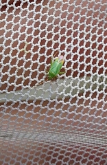 Orthotylus