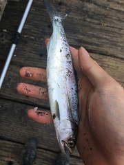 Oncorhynchus tshawytscha