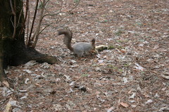 Sciurus vulgaris