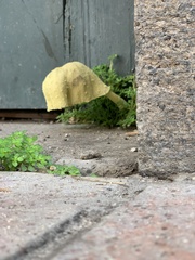 Leucocoprinus