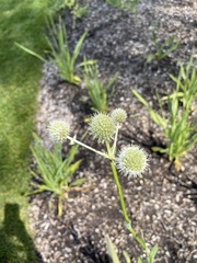 Eryngium