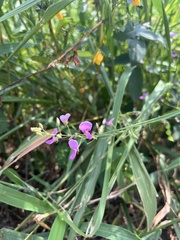 Desmodium paniculatum