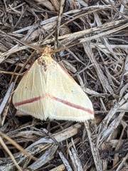 Rhodometra sacraria