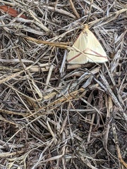 Rhodometra sacraria