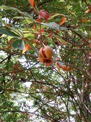 Aesculus hippocastanum