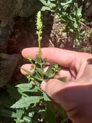 Physostegia virginiana