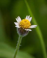 Tridax