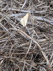 Rhodometra sacraria