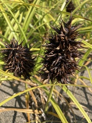 Carex macrocephala