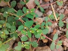 Euphorbia setiloba