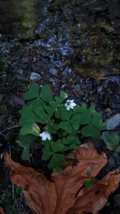 Oxalis trilliifolia