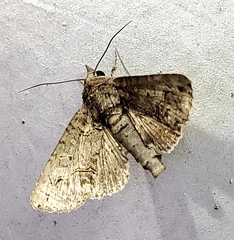 Paectes abrostoloides