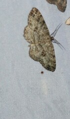 Melanolophia canadaria