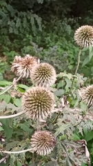 Echinops sphaerocephalus