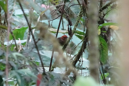 Clytomyias insignis, 2022-07-02
