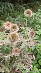Echinops sphaerocephalus