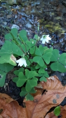 Oxalis trilliifolia