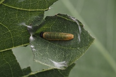Eudaminae