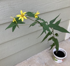 Helianthus divaricatus