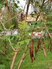 Leucaena leucocephala
