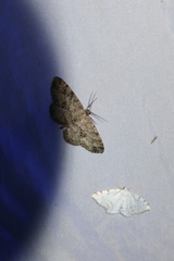 Melanolophia canadaria
