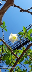 Brugmansia arborea