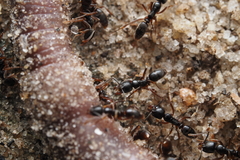 Brachyponera chinensis