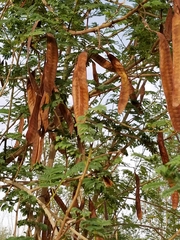 Leucaena leucocephala