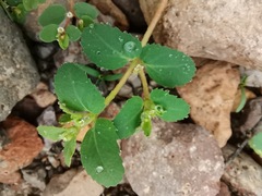 Euphorbia setiloba