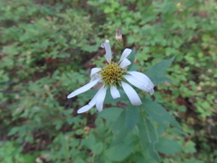 Eucephalus engelmannii