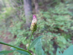 Eucephalus engelmannii