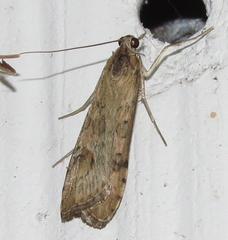 Nomophila nearctica
