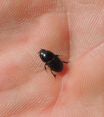 Colobopterus erraticus