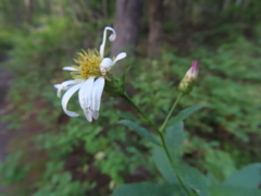 Eucephalus engelmannii