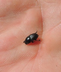 Colobopterus erraticus