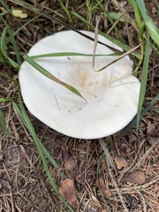 Lactifluus piperatus