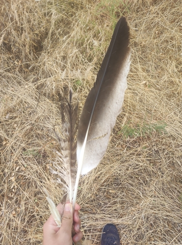 Plume de Aigle ibérique