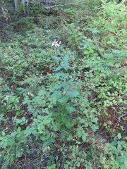 Eucephalus engelmannii