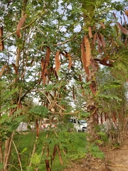 Leucaena leucocephala