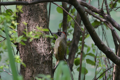 Picus viridis