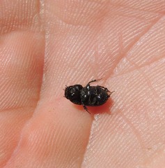 Colobopterus erraticus