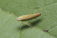 Graphocephala versuta