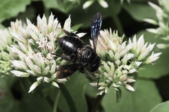 Megachile xylocopoides