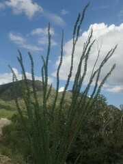 Fouquieria splendens