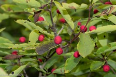 Ilex mucronata
