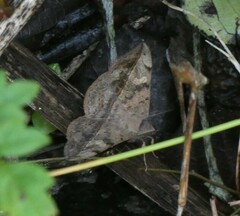 Anticarsia gemmatalis