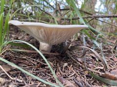 Lactifluus piperatus