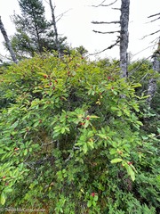 Ilex mucronata