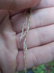 Deschampsia cespitosa