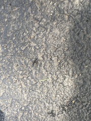 Camponotus pennsylvanicus